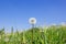 Dandelions meadow