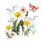Dandelions , meadow flowers, butterfly, watercolor, pattern