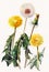 Dandelions , meadow flowers, watercolor, pattern