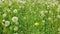 Dandelions meadow green grass background panning left.