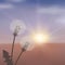 Dandelions in meadow at red sunset