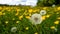 Dandelions in the meadow with yellow buttercups