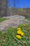 Dandelions in a Mountain Meadow