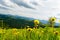 Dandelions in the mountains. Beautiful Glade in the mountains. Glade with flowers in the mountains