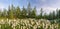 Dandelions in Norway. White fluffy flowers in the mountains of Norway. Nature of the Arctic in summer