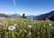 Dandelions and other summer flowers in the french alps with snow capped mountains of national park des ecrins in the background