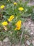 Dandelions, pansies, spring day in the Carpathians