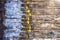 Dandelions in plastic bottles on a wooden background