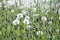 Dandelions pollinate by wite fluffy blowballs. Often seen growing in fields as yellow flowers when they bloom. Dandelion is a