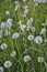 Dandelions pollinate by wite fluffy blowballs. Often seen growing in fields as yellow flowers when they bloom. Dandelion is a