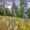Dandelions and Quaking Aspens against cloudy sky