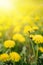 Dandelions with a rainbow and sunlight on green grass vertical background. Green field with yellow dandelions. Closeup of yellow