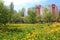 Dandelions and residential area in Kiev