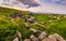 Dandelions among the rocks in Carpathian Alps