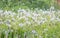 Dandelions seeds meadow