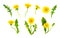 Dandelions set. Bright summer yellow flowers bundle. Floral watercolor collection with buds, leaves