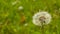 The dandelions on the shores of Lake Bled in Slovenia