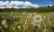 Dandelions at the side of lake, Alaska.