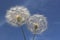 Dandelions with sky in the background