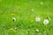 Dandelions snuggled in the grass Tarataxum officinale