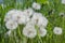 Dandelions snuggled in the grass Tarataxum officinale.