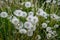 Dandelions snuggled in the grass Tarataxum officinale . Close up view. Selective focus