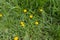 Dandelions and speedwell in unmown grass