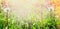 Dandelions on spring field in the sun, summer blurred background banner for website selected focus, blur, summer, spring, sun