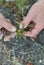 Dandelions sprout in hands