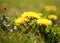 Dandelions summer background