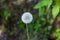 Dandelions. Summer background.green Garden