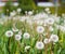 Dandelions on a sunny day