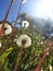 Dandelions in sunshine