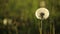 Dandelions swaying in wind