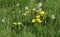 Dandelions taraxacum officinale flowers seedheads