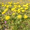 Dandelions, Taraxacum officinale in the grass field.