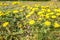 Dandelions, Taraxacum officinale in the grass field.