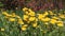 Dandelions Taraxacum officinale yellow flowers close-up in nature