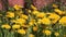Dandelions Taraxacum officinale yellow flowers close-up in nature