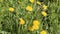 Dandelions Taraxacum officinale yellow flowers close-up in nature