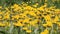 Dandelions Taraxacum officinale yellow flowers close-up in nature