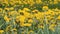 Dandelions Taraxacum officinale yellow flowers close-up in nature