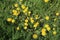 Dandelions, taraxacum, on roadside grass verge