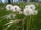 The dandelions in Ukrainian Skadovsk