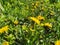 Dandelions that van Gogh loved very much, Flowers of the sun