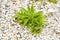 Dandelions weeds plant in stone of outdoor floor. Need to clean it