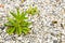 Dandelions weeds plant in stone of outdoor floor. Need to clean it
