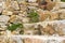 Dandelions weeds plant in stones of wall. Need to clean it