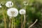 Dandelions and Weeds in Spring