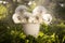 Dandelions in white decorative bucket on wooden surface against background of greenery. Spectacular splashes of water are floating